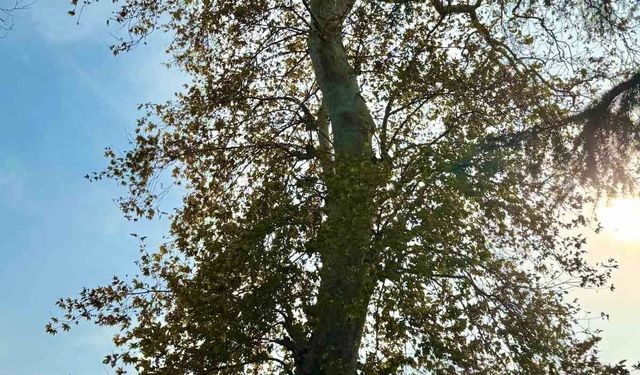 Asırlık çınar ağacının koruma altına alınması bekleniyor