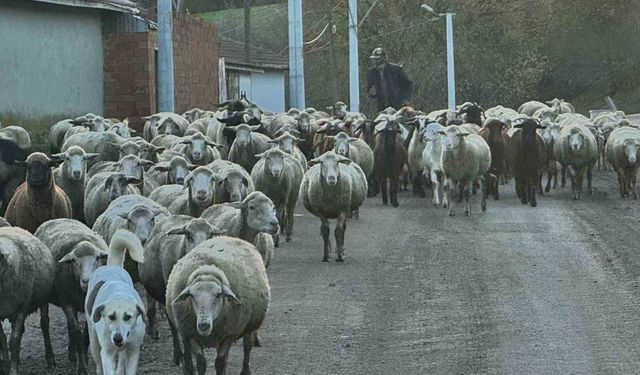 Aylık 50 bin liraya çoban bulamıyorlar
