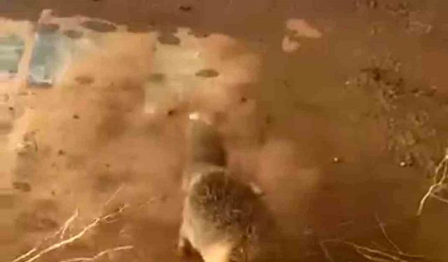 Batman’da bidona kafası sıkışan tilki kurtarıldı