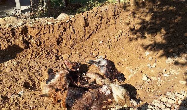 Batman’da kurtlar ağıla girerek 10 adet küçükbaş telef etti