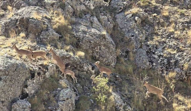 Bayburt’un dağlarını mesken tutan yaban keçileri Vauk Dağı’nda sürü halinde görüntülendi