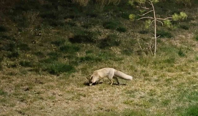 Bitlis sokaklarında tilkiler görüntülendi