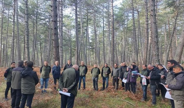 Bolu’da sağlıklı ormanlar için ekipler sahaya indi
