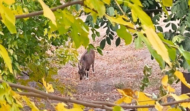 Dağ keçileri sonbahara renk kattı: Tunceli’de görsel şölen