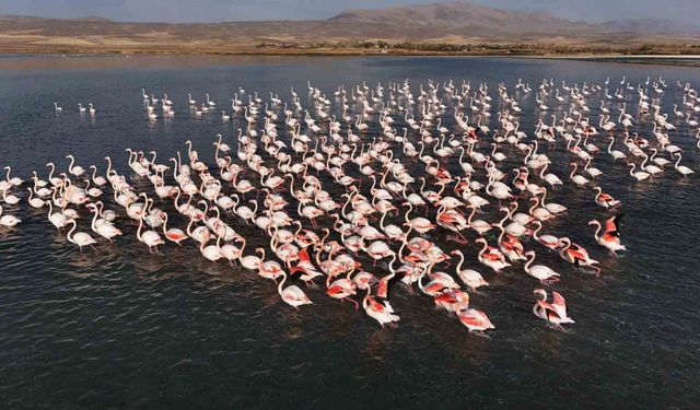 Flamingolar, Erçek Gölü’ndeki konaklama süresini uzattı