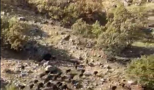 Gercüş’te domuz sürüleri görüntülendi