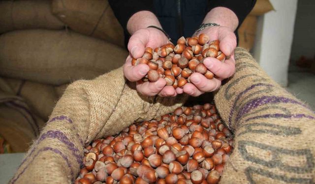 Giresun’da fındık fiyatları tekrar yükselişe geçti