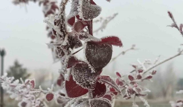 Göle eksi 13 derece, ağaçlar kırağı tuttu