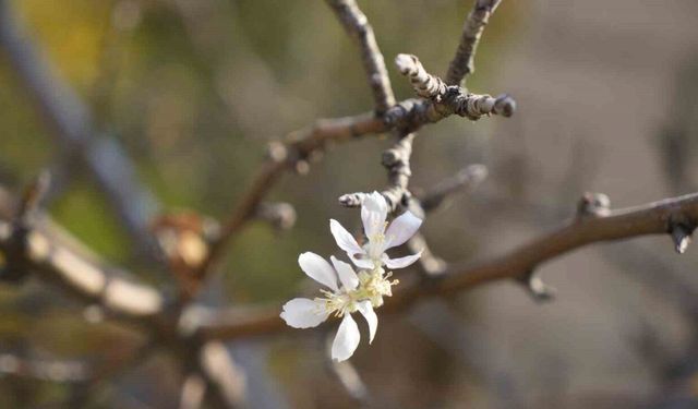 Gümüşhane’de Kasım ayında çiçek açan elma ağacı şaşırttı
