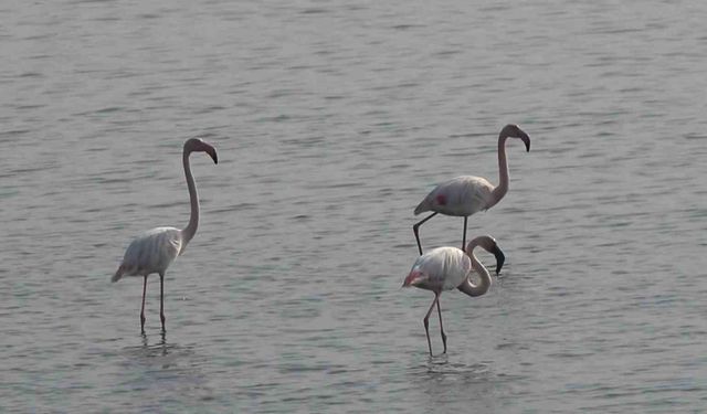 Hersek Lagünü’nde flamingo popülasyonu artıyor