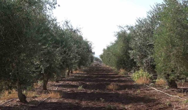 İdil’de zeytini don vurdu