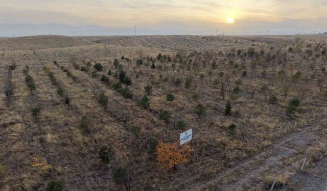 Iğdır’da fidanlar toprakla buluştu