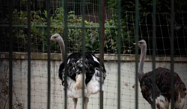 İspanya’da kuş gribi alarmı: Yüksek riskli bölgelerde kümes hayvanları kapalı tutulacak