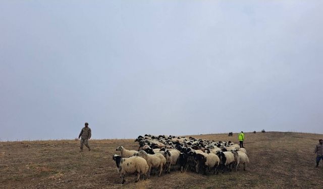 Jandarma arazide kaybolan küçükbaş hayvanları bularak sahibine teslim etti