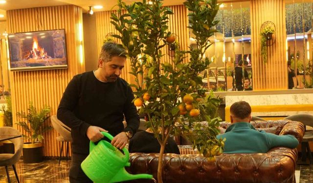 Kafede mandalina yetiştiriyor, müşterilerle paylaşıyor