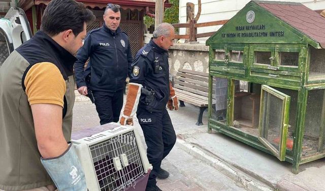 Karaman’da yaralı doğan koruma altına alındı