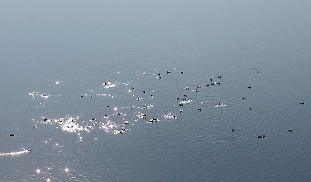 Kars Barajı, göçmen kuşların yeni mekan