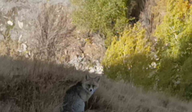 Kars’ta kızıl tilki yiyecek ararken görüntülendi