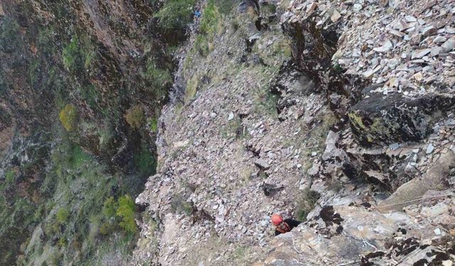 Kayalıklarda mahsur kalan keçiler kurtarıldı