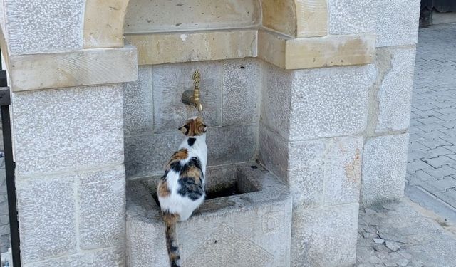 Kemaliye’nin sevimli kedisi ‘Tekir’ çeşme başı müdavimi oldu