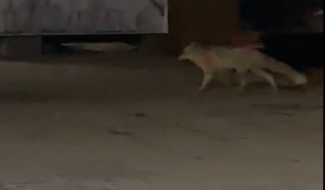 Muş’ta aç kalan tilki şehir merkezine indi