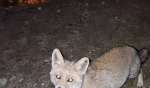 Osmaniye’de meraklı tilki, Osmaniye kömbesini geri çevirmedi