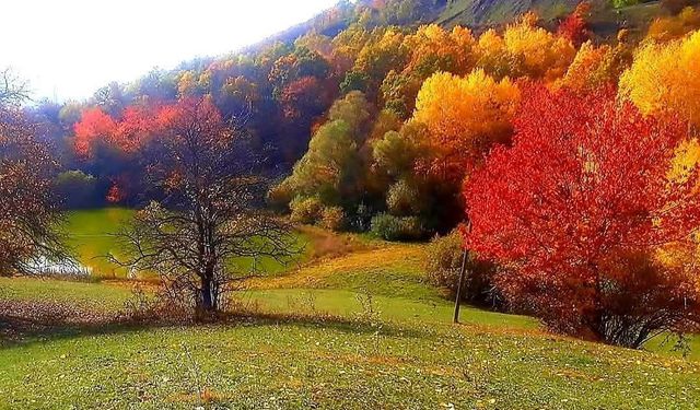 Posof’ta sonbaharla gelen güzellikler