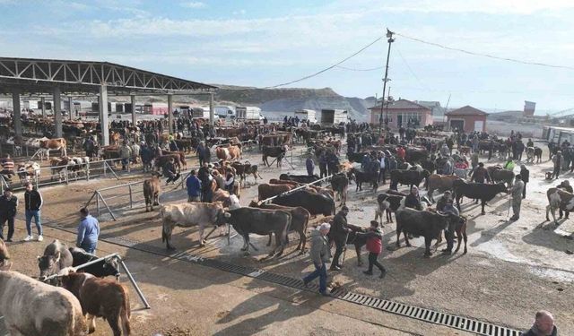 Şap tehlikesi nedeniyle kapatılmıştı, Sorgun Hayvan Pazarı 5 ay sonra yeniden açıldı