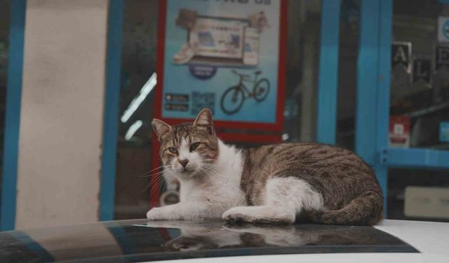 Sokak kedilerinin market mesaisi