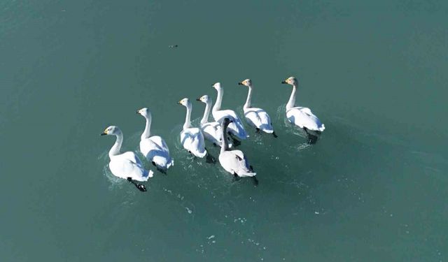 Süphan Dağı manzarasında kuğu dansı