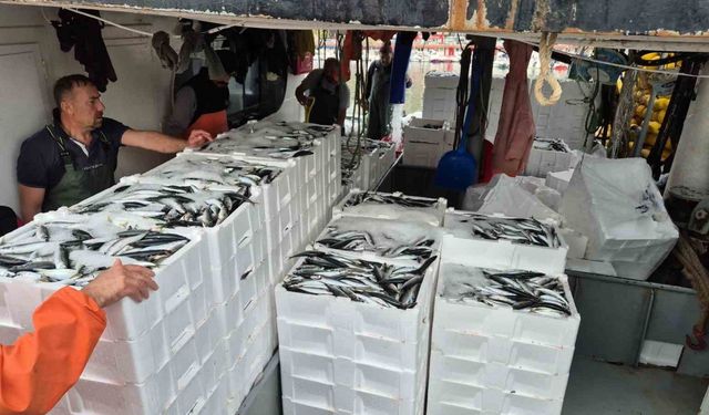 Tayfalar mutlu: Yüzlerce kasa balık yakalandı
