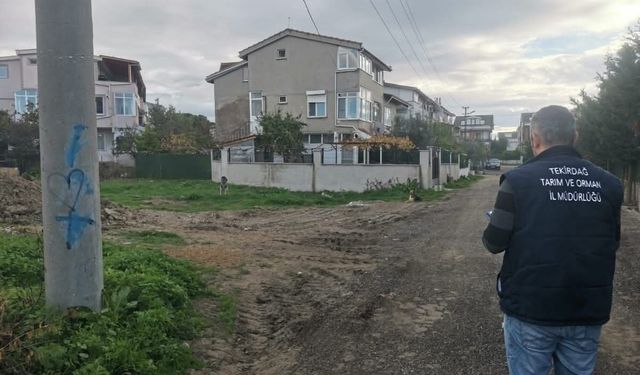 Tekirdağ’da sahipsiz sokak hayvanları için sayım çalışması yapılıyor