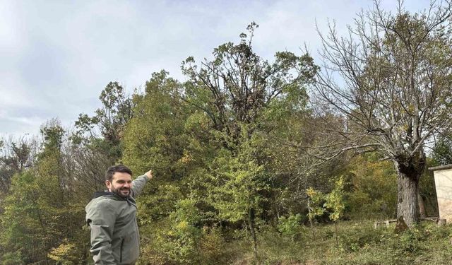 Tırmandıkları ağaçta meşe palamudu yiyen ayılar kamerada