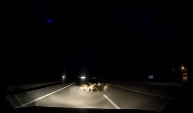 Tokat’ta otomobil sürüye çarptı: 12 koyun telef oldu