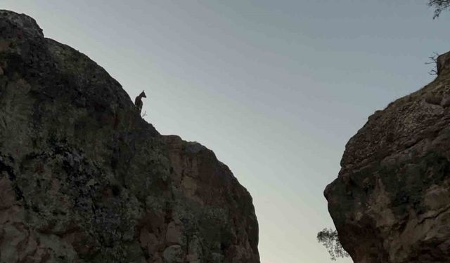 Tunceli’de koruma altındaki dağ keçileri görüntülendi