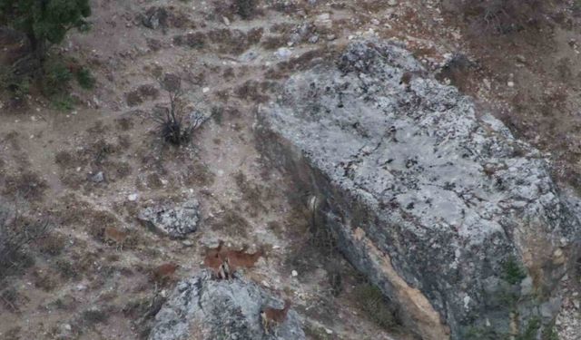 Tunceli’de vaşak görüntülendi