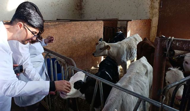 Üniversite öğrencileri Van’da sertifikalı sığır yetiştiriciliği eğitimine katıldı