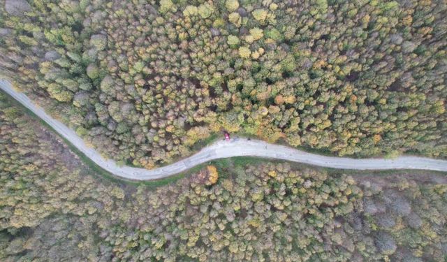 Yalova ormanlarında sonbahar güzelliği