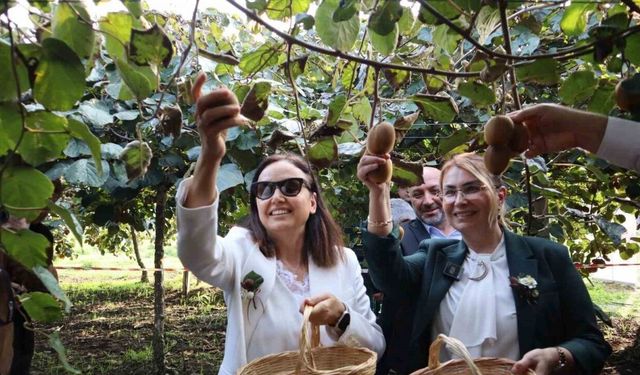 Yalova’nın coğrafi işaretli meyvesi kivide hasat sevinci