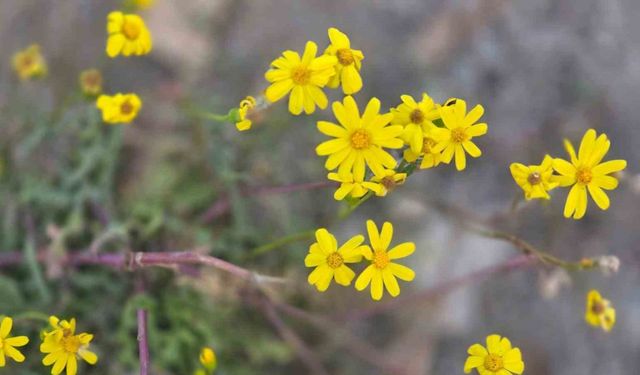 Yozgat’a kış gelmeden bahar geldi, kır çiçekleri açtı