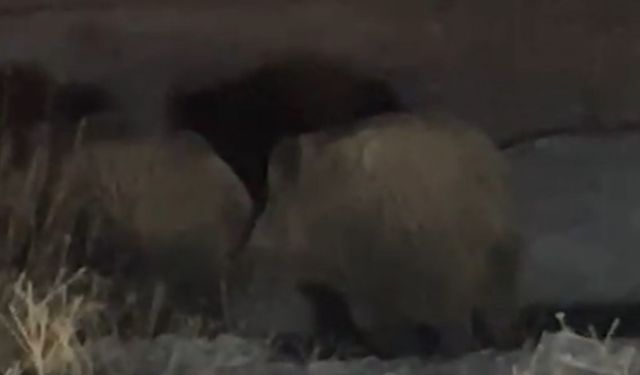 Yüksekova’da domuz sürüsü görüntülendi