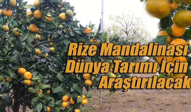 Rize Mandalinası Dünya Tarımı İçin Araştırılacak
