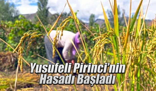 Yusufeli’nde pirinç hasadı başladı