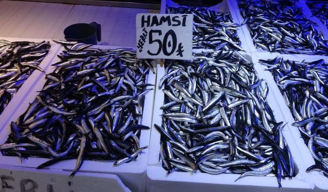 Karadeniz’den bu sezon adeta hamsi fışkırıyor