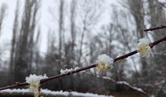 15 gün önce çiçek açan erik ağaçları kar altında kaldı