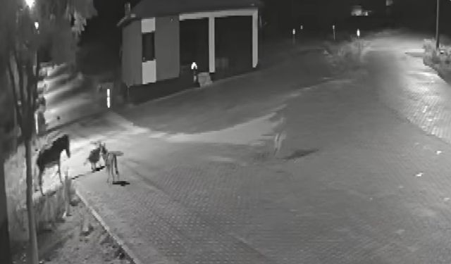 Aç kalan kurtlar mahalleye inerek eşeğe saldırdı