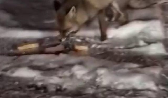 Aç kalan tilkiyi elleriyle besledi