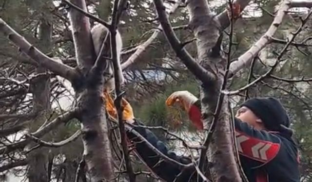 Ağaçta mahsur kalan kedi kurtarıldı