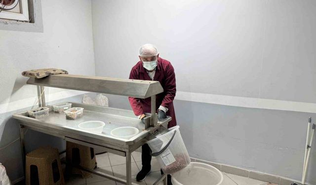 Alaplı’da fındık kavurma tesisleri taleplere yetişemiyor