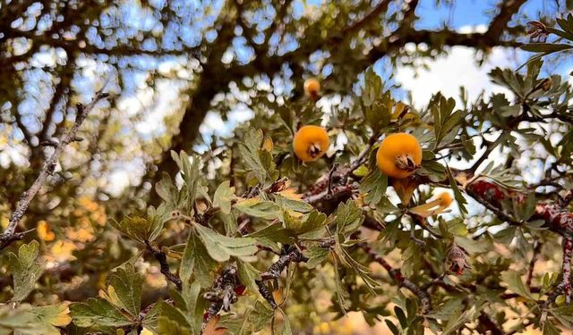 Alıç meyvesine vatandaşlar ilgi gösteriyor